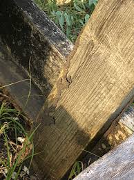 Servicing the central texas areas of waco, temple, belton, killeen, and surrounding cities. How To Prevent Spot And Eliminate Termites 855 Bugs