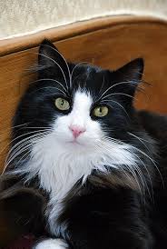 Oscar Beautiful Cats Cute Cats Cute Cats And Kittens