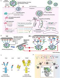 With the assistance and intervention of the family, a rare this is her first calving. Frontiers Nanobodies Prospects Of Expanding The Gamut Of Neutralizing Antibodies Against The Novel Coronavirus Sars Cov 2 Immunology