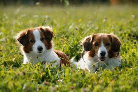 Heute ist er ein relativ seltener, aber dennoch beliebter familienhund. Kooikerhondje Dieser Hund Braucht Viel Feingefuhl Herz Fuer Tiere De