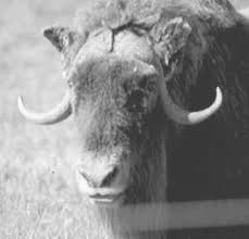The cashmere and camel hair manufacturers institute consents to the use of our definition of cashmere as found on our website. Mohair Cashmere And Other Animal Hair Fibres Sciencedirect