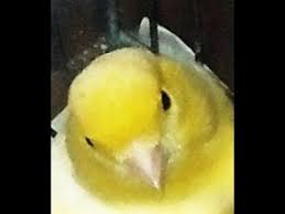 زاوش غير مهتم بما يدور حوله bird is not interested in what is going on fruit parrot pear