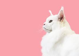 A collection of the top 41 pink cat wallpapers and backgrounds available for download for free. Pink Cat Wallpapers 4k Hd Pink Cat Backgrounds On Wallpaperbat