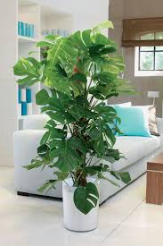The 18 Best House Plants To Grow Inside Tall Indoor Plants Plant Decor Indoor House Plants Decor