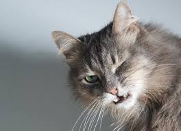 Pin On Attractive Cats