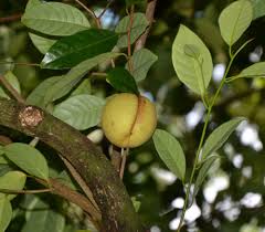 Image result for Monodora minor