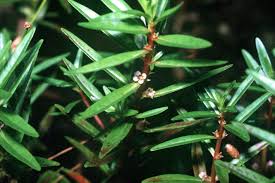 Image result for Rotala tenella