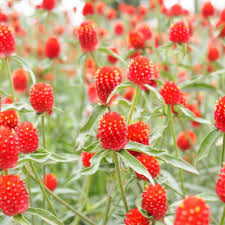 Image result for Gomphrena