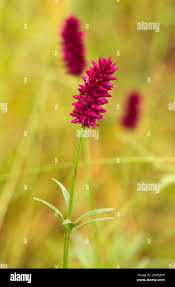 Image result for Centemopsis