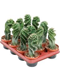 Image result for Cereus jamacaru