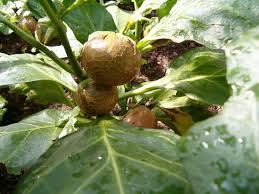 Image result for Solanum macrocarpon