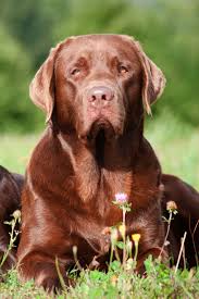 Two Brown Labrador Retriever Dogs Labradorretriever Labrador Golden Retriever Labrador Labrador Retriever