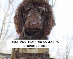 The shock collar is a dog training gadget that first sends a signal to the dog to obey the order for example to sit, stop or stay, before applying an electric shock. Best Training Collar For Stubborn Dogs 2021 We Love Doodles