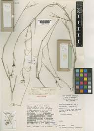 Image result for Amphiasma redheadii