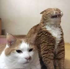 When Cats Put Their Best Derp Face Forward Kociaki Koci Humor Smieszne Zwierzeta