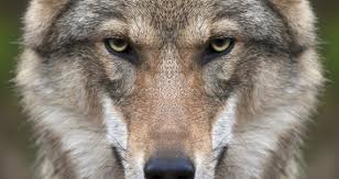5 Differences Entre Un Loup Et Un Chien Loup Chasseurs De L Est