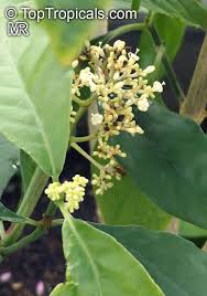Image result for Psychotria auxopoda