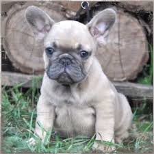 How much do french bulldogs cost? Lilybelle Farms Lilybelle Farms