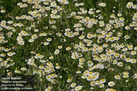 Image result for Warneckea albiflora