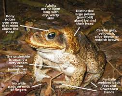 But i'm sure we'll just end up modifying our cuban treefrog techniques. Toadscan Cane Toads And Native Frogs