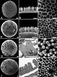 Image result for Octolepis decalepis