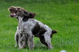 Wirehaired pointing griffon lab mix or griffiondor. Idaho Outback Wirehaired Pointing Griffon Puppies August 2018