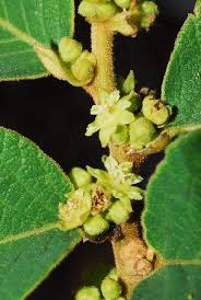 Image result for Bridelia mollis