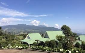 Aurea Herrera archivos