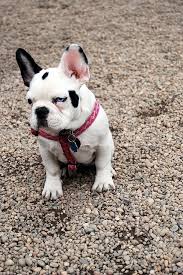Black And White French Bulldog Puppy Canined Black White French Bulldog Puppy Dog Pictures Us Nyc 28 Baby Dogs Bulldog Puppies Puppy Dog Pictures