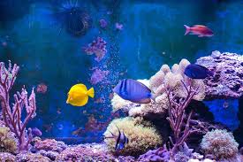 Maybe you would like to learn more about one of these? 17 Most Popular Saltwater Fish Fishkeeping World