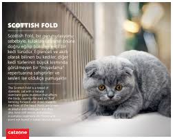 Catzone On Twitter Bilen Bilir Scottish Fold En Tatli Evcil Kedi Turlerinden Biridir Scottish Fold Is One Of The Sweetest Breed Of Domestic Cats Https T Co Yt4svb2pao