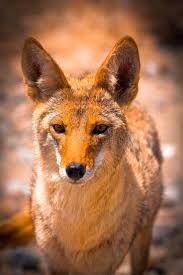 Black And Orange Fox Species Beautiful Orange Fox Beautiful Orange Fur Fox Looking Directly Ahead Sponsored Orange Beautiful Fox Fox Fur Ad Orange Fox Fox Stock Fox