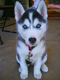 Find out more about huskies on our breed information page! Blue Eyed Siberian Husky Puppy Petsidi