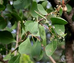 Image result for Gymnosporia