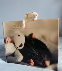 The Book Cute Rats Baby Rats Funny Rats