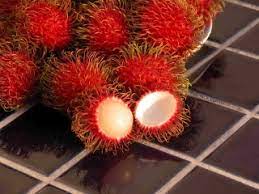 Leaves elongated, longer than wide, fruit not a legume: Opening The Rambutan