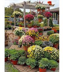 Our knowledgeable staff members can provide you with detailed advice and recommendations on flower, topicals, vape cartridges, edibles, concentrates and more. Hardy Fall Mums East Lansing Mi Florist