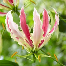 Image result for Gloriosa