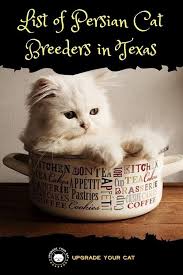 She's been spayed and is up to date with all vaccinations. Persian Cat Breeders In Texas 2020 Listings Upgrade Your Cat