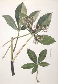 Image result for Araliaceae