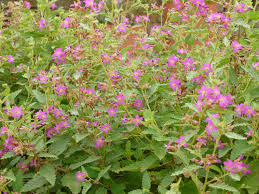 Image result for Melochia