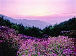 Royal Azaleas In South Korea Photographed By Heui Jong Kim Landscape Beautiful Nature Nature