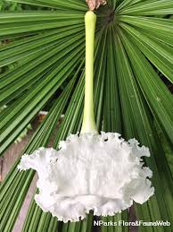 Image result for Dolichopentas