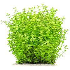 Image result for Lindernia monroi