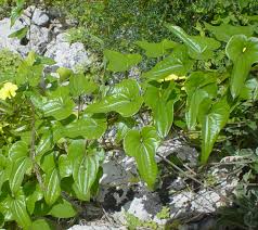 Image result for Dioscorea minutiflora