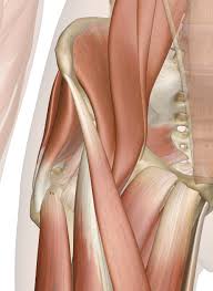 A hip strain occurs when one of the muscles supporting the hip joint is stretched beyond its limit or torn. Muscles Of The Hip Anatomy Pictures And Information