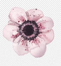 Plant identification red and pink flowers. Pink And Black Flower Illustration Poppy Flowers Watercolor Painting Drawing Flowers Flower Arranging Violet Color Png Pngwing