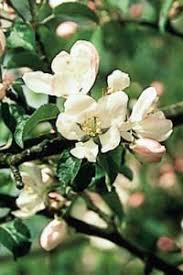 Crab apple creek flowers archives a colorado courtshipa colorado. Crab Apple The Bach Centre S Guide To The Bach Flower Remedies