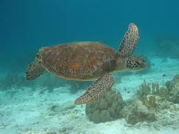 The olive ridley turtle is born with grey skin and a grey heart shaped shell (carapace) which turns an olive green once they reach adulthood. How Do Sea Turtles Hear Discovery Of Sound In The Sea