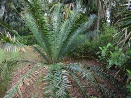 Image result for Encephalartos gratus